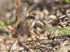 Thereva bipunctata